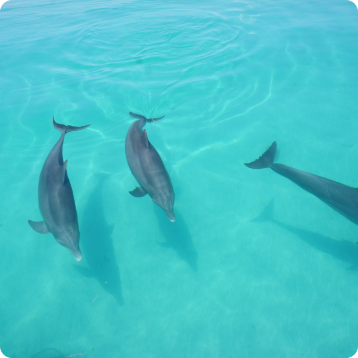 Dolphin Watch + Sunset Sail