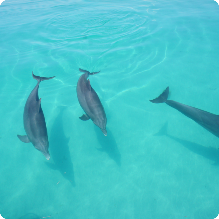 Dolphin Watch + Sunset Sail