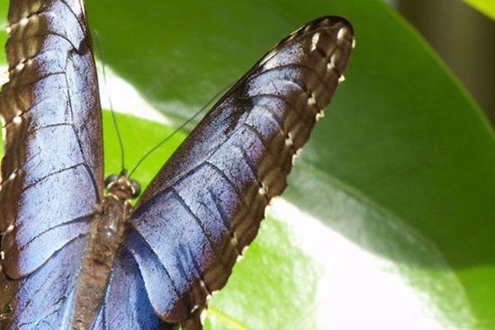 Key West Butterfly Conservatory