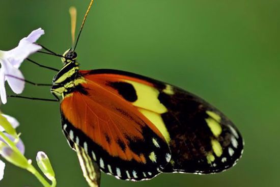 Key West Butterfly Conservatory