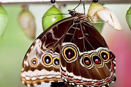 Key West Butterfly Conservatory