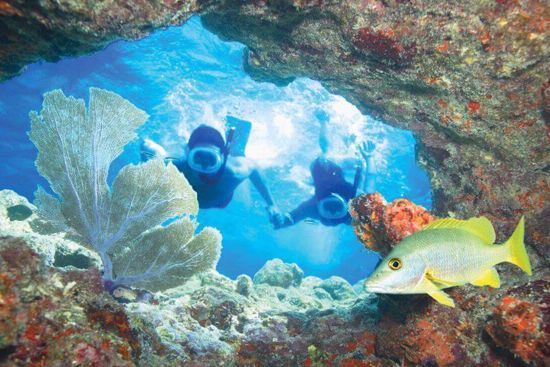 Two scuba divers exploring a coral reef with a yellow fish nearby.